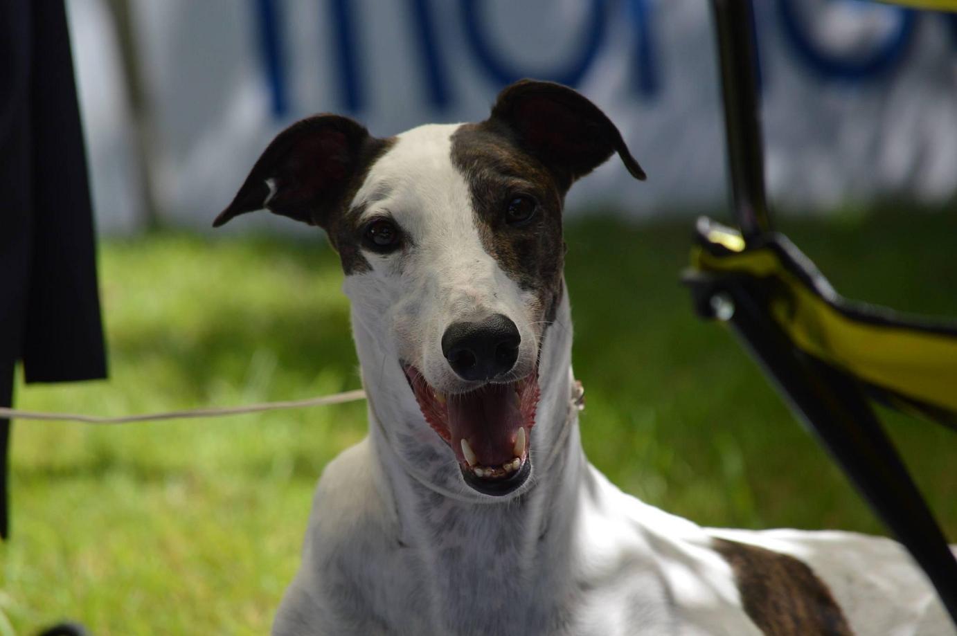 Allevamento Greyhound Kollaps