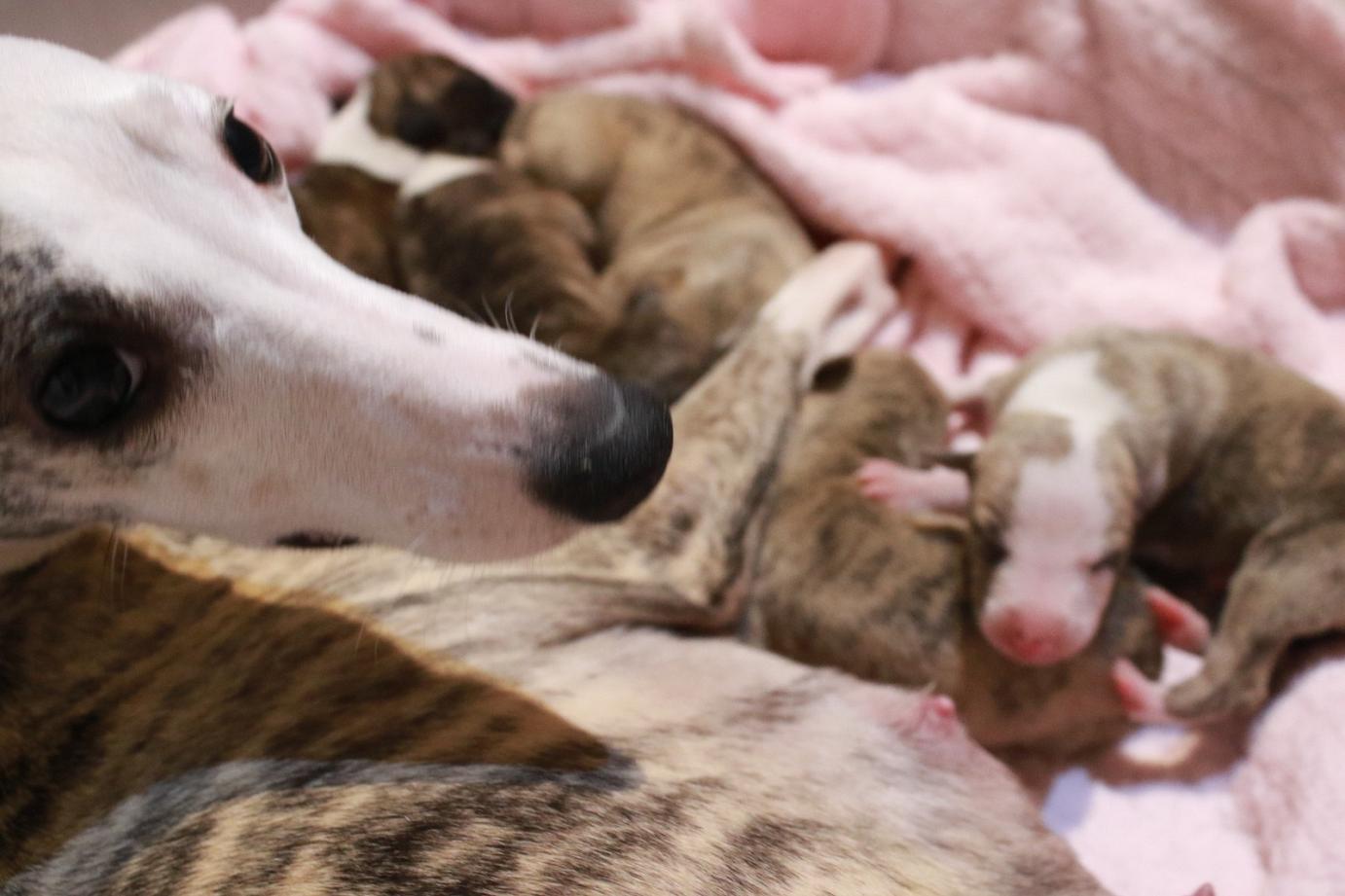 cuccioli whippet