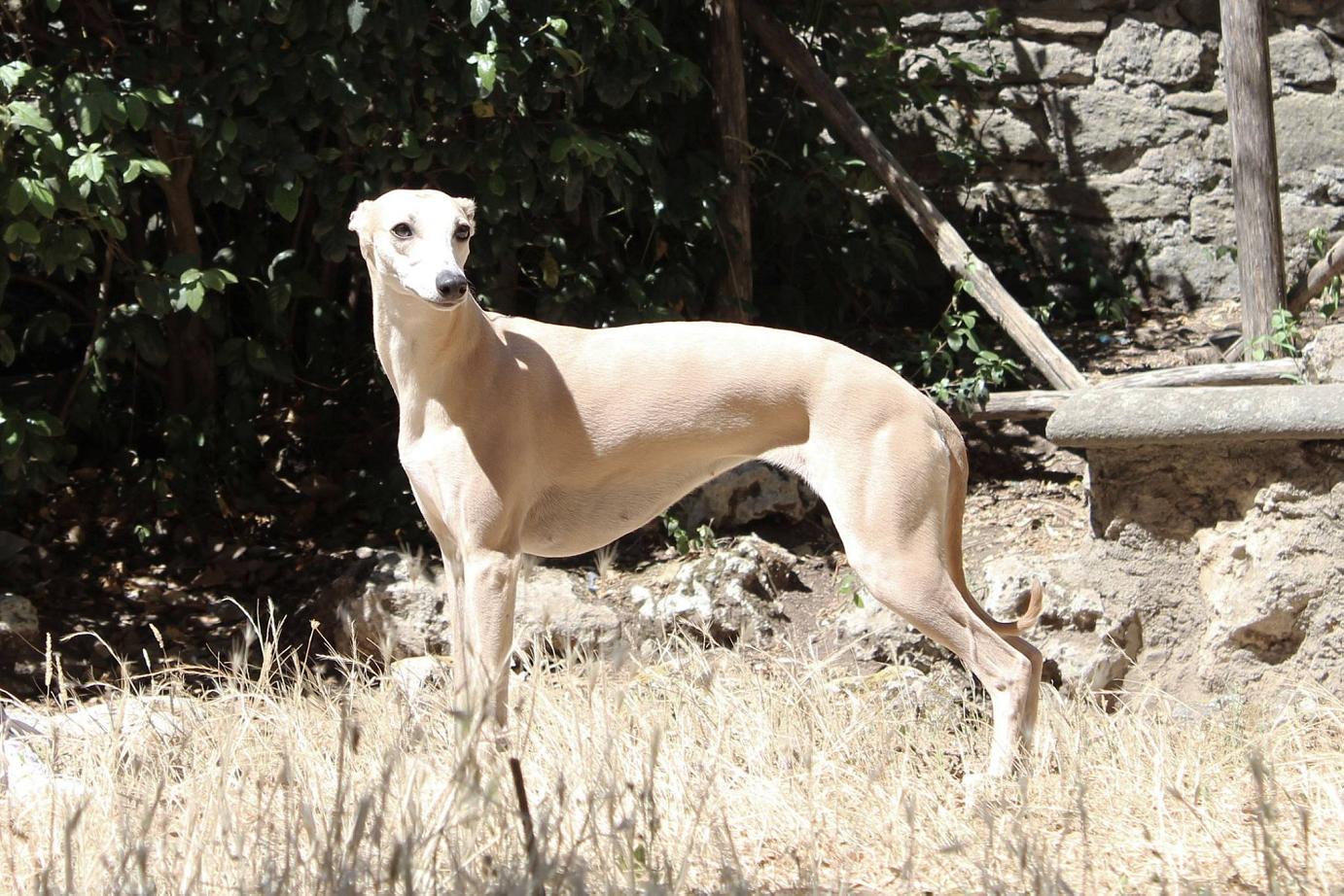 Allevamento whippet Kollaps