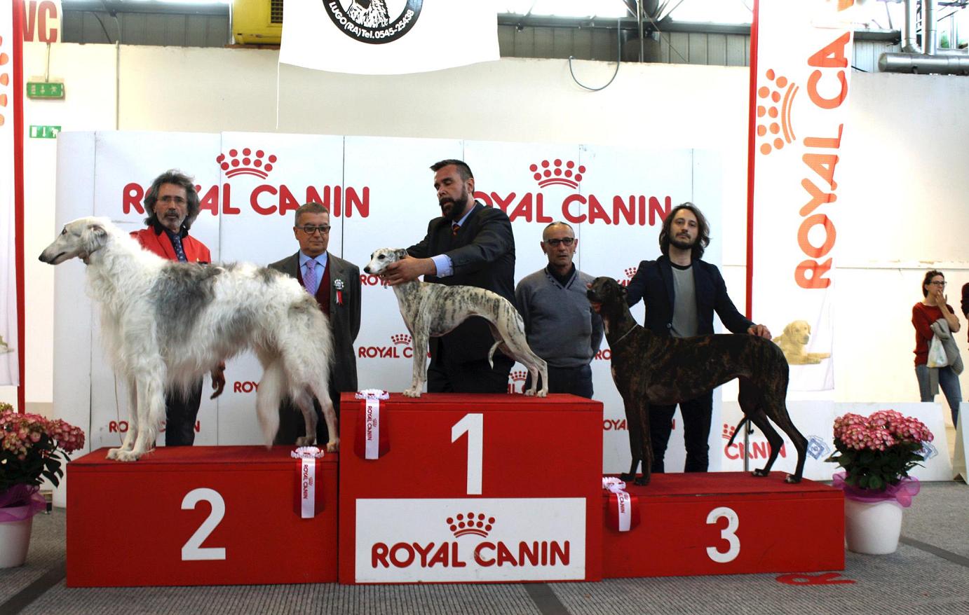 Allevamento Greyhound Kollaps