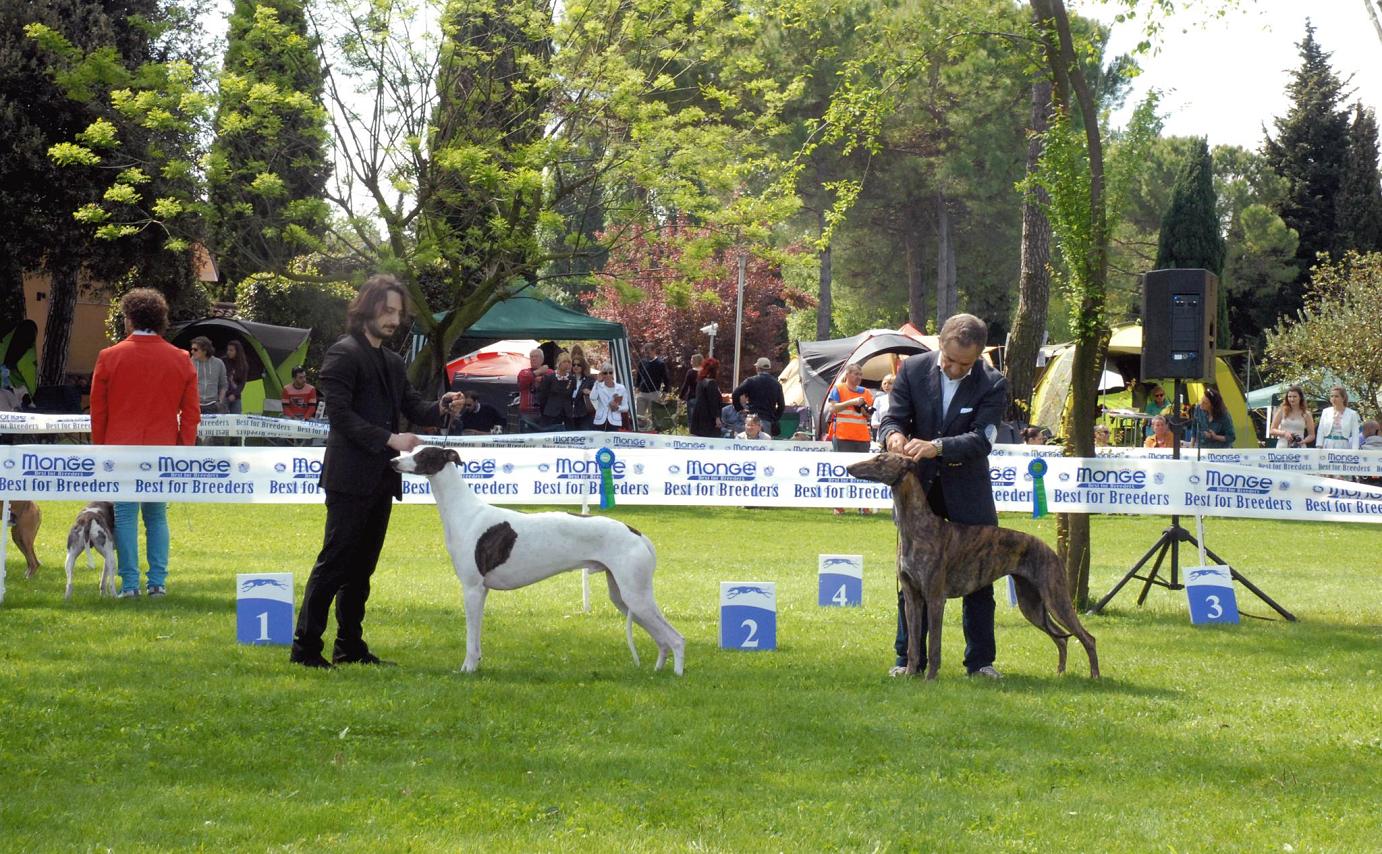 levriero greyhound livets dans