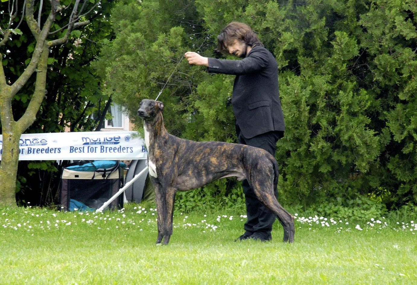 greyhound kollaps melibeous