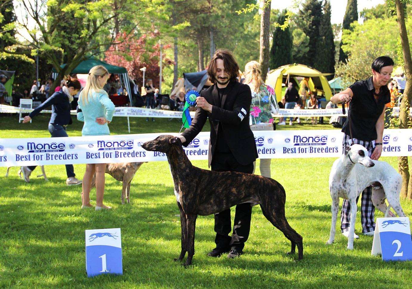 greyhound kollaps melibeous