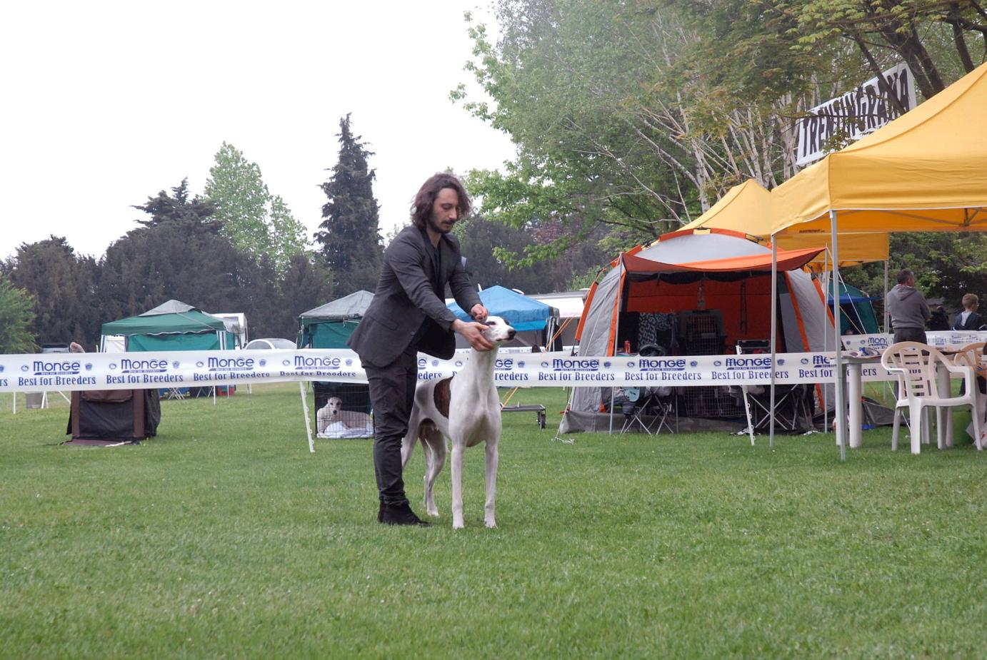 greyhound kollaps livets dans