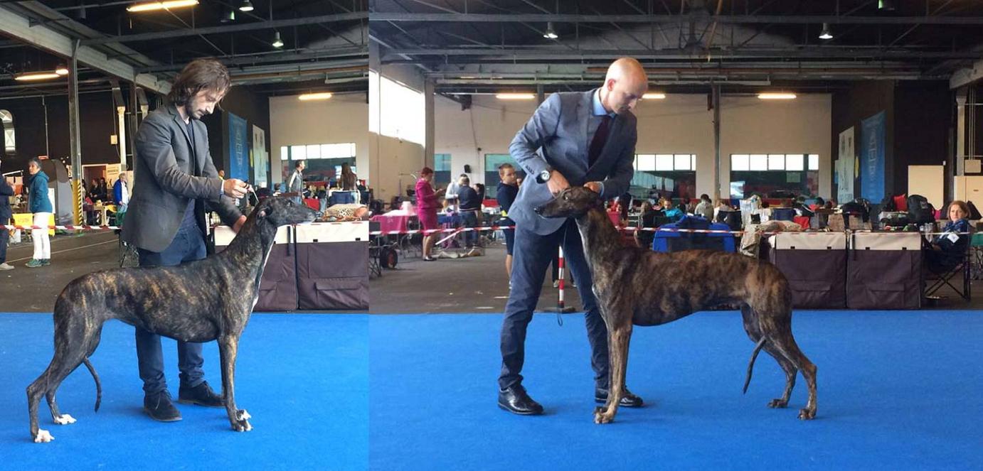 Allevamento Greyhound Kollaps