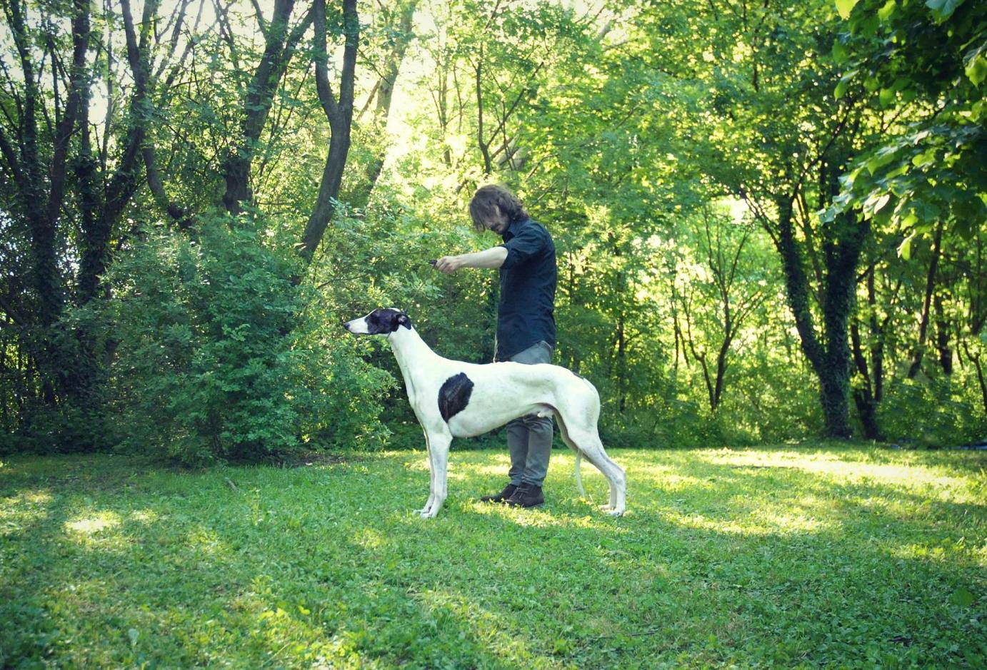 Allevamento Greyhound Kollaps