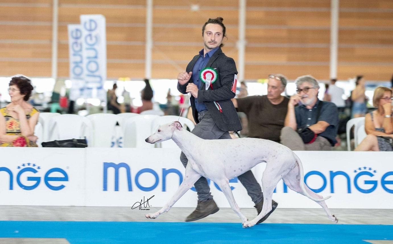 greyhound kollaps