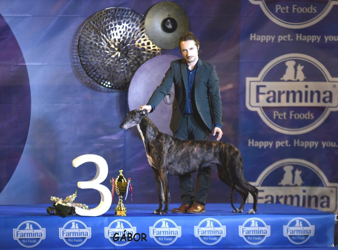 greyhound kollaps