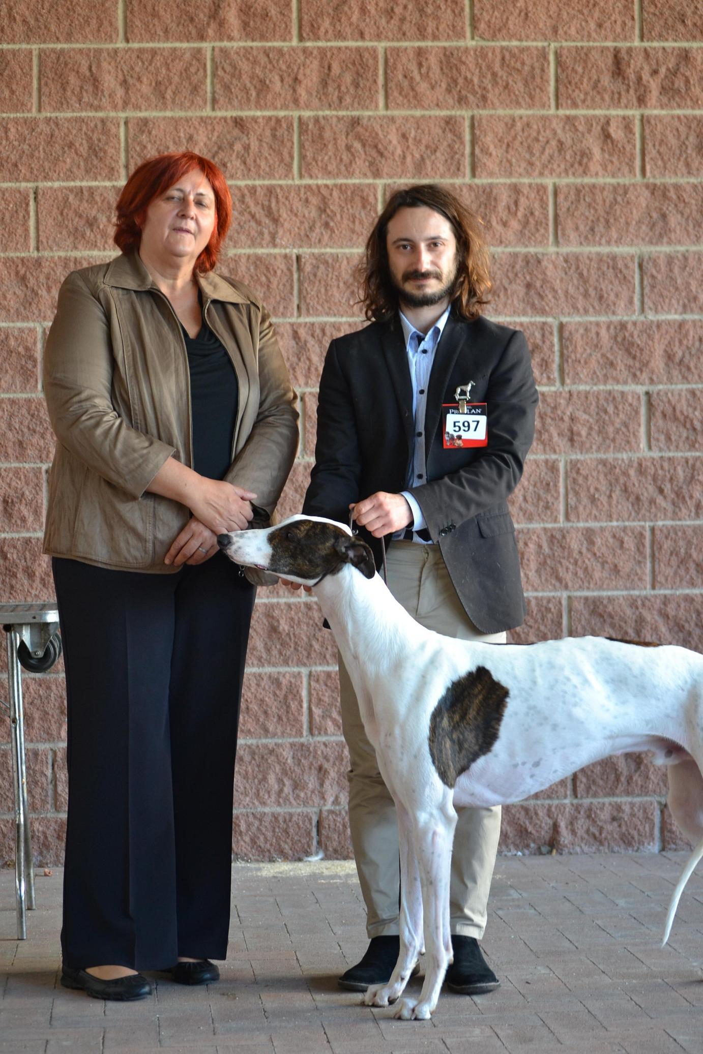 levriero greyhound
