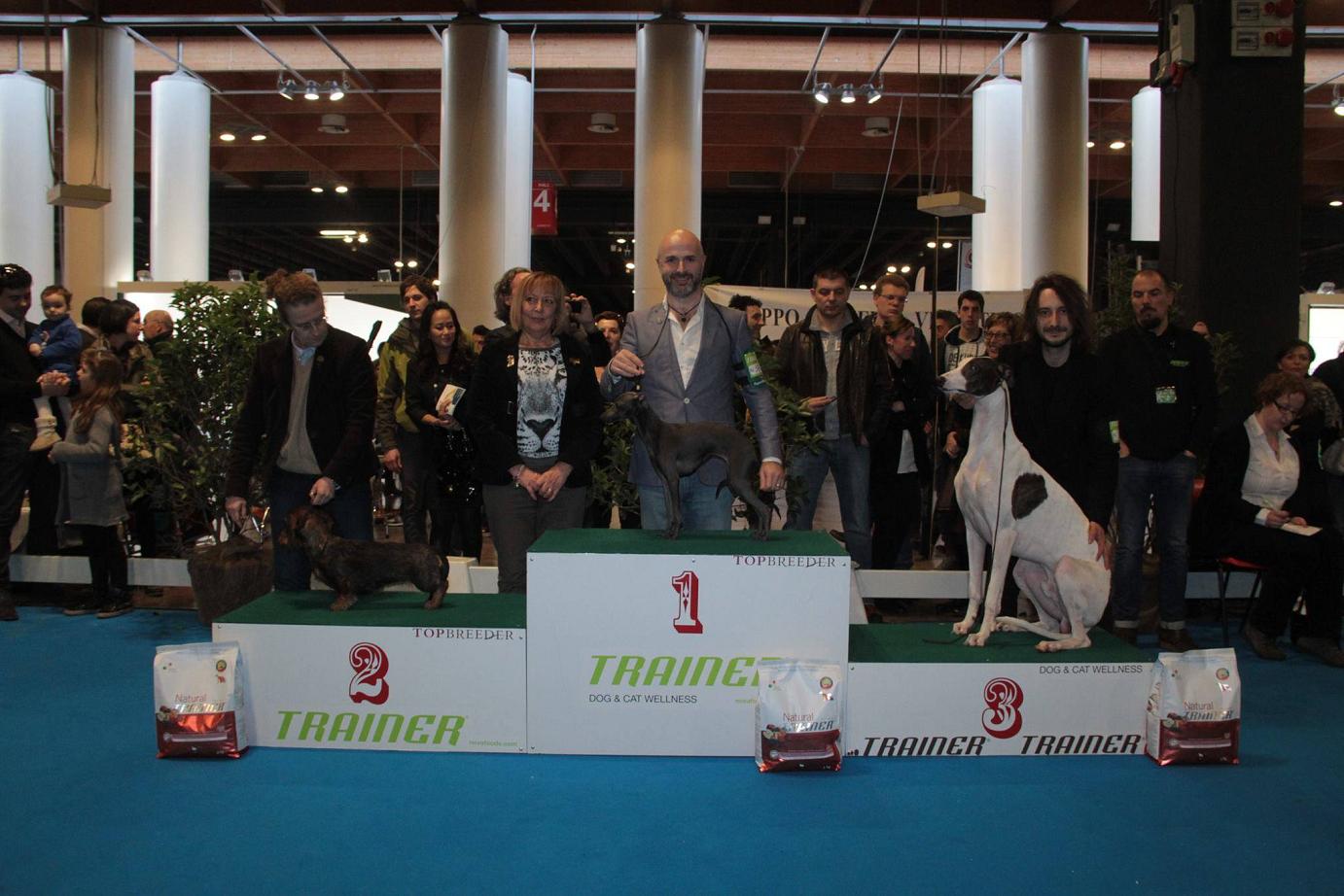 levriero greyhound
