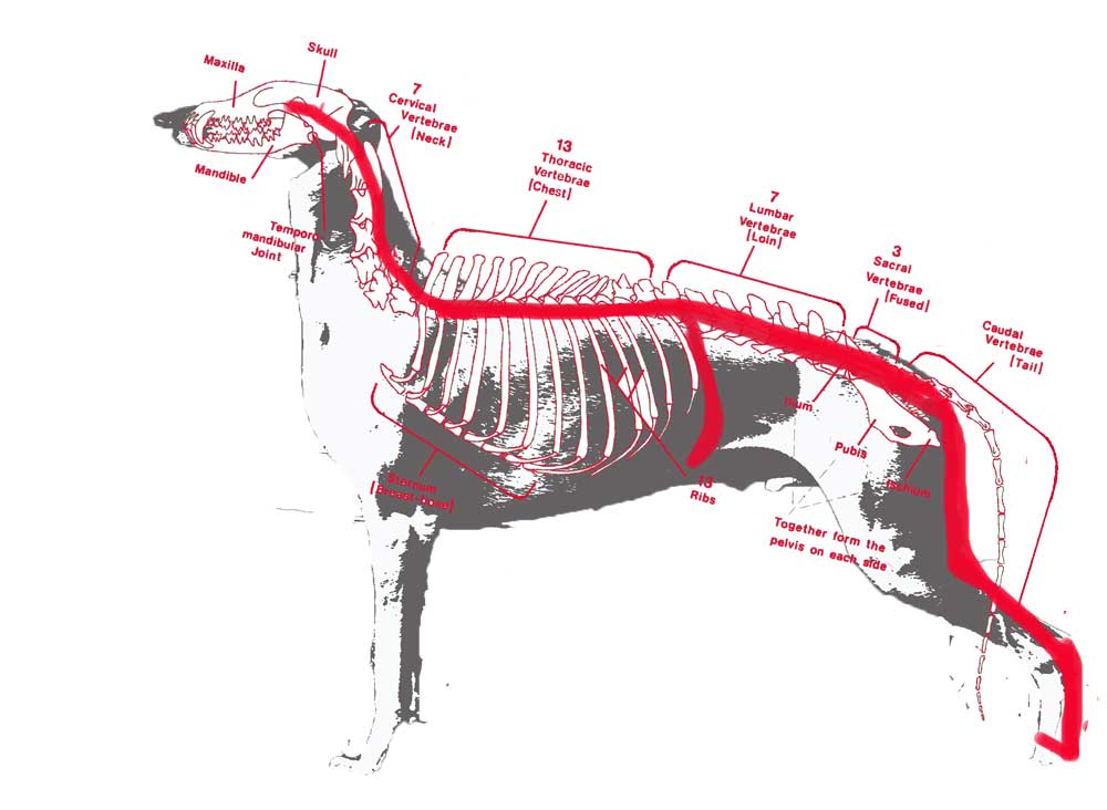 dorsale greyhound