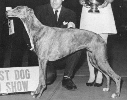 greyhound storia