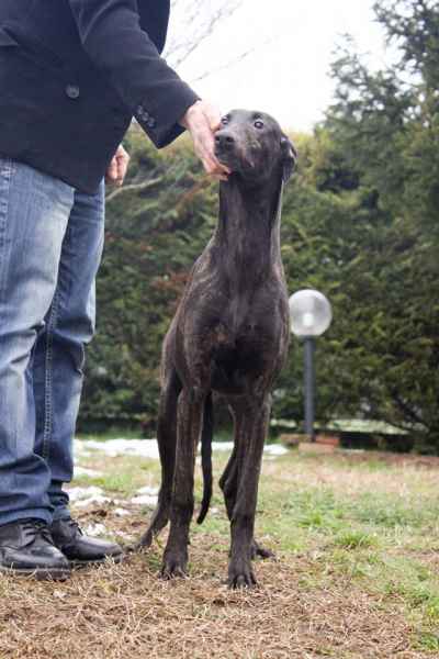 Cuccioli greyhound