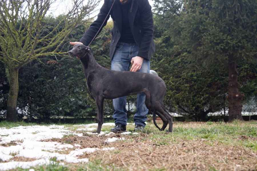 Cuccioli greyhound