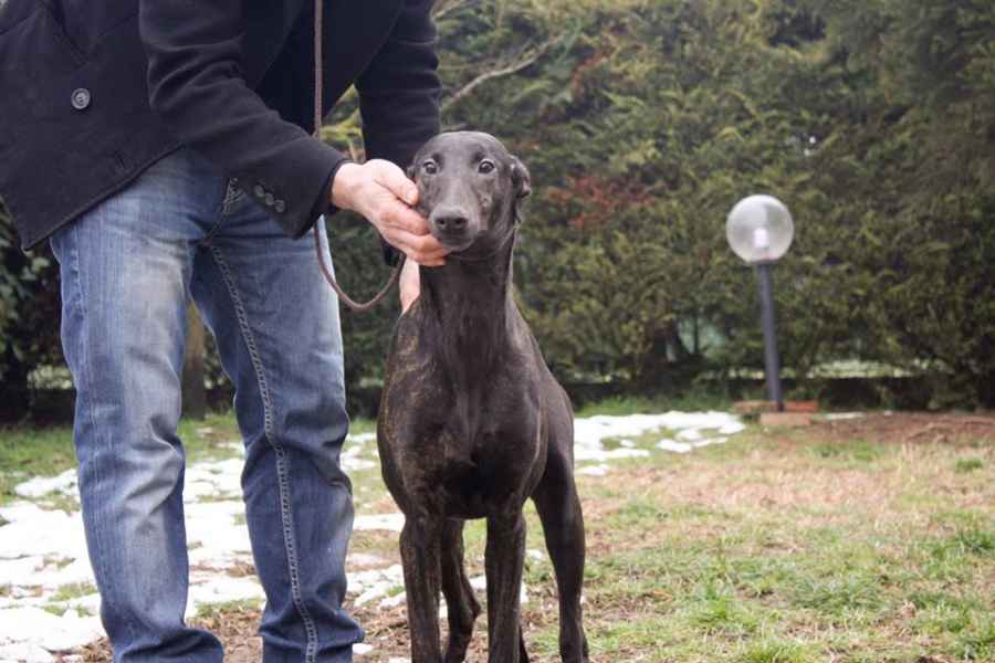 Cuccioli greyhound