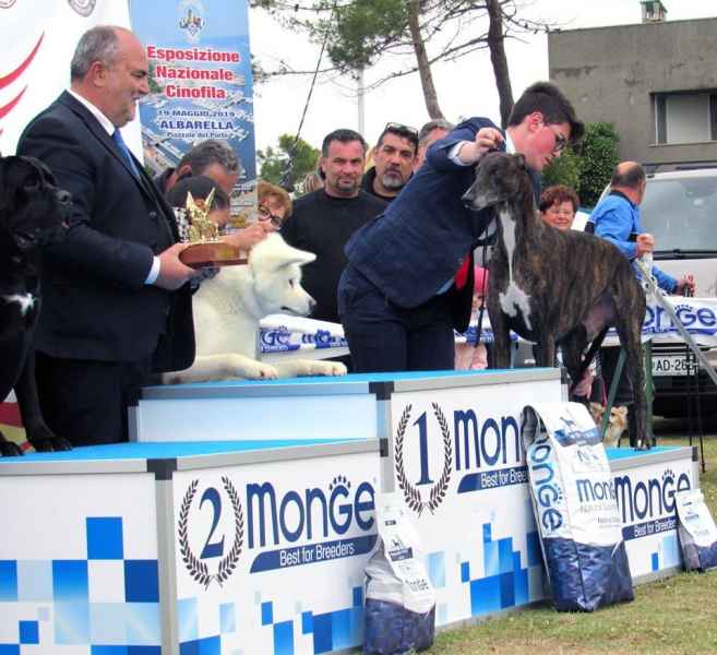 greyhound Kollaps Melibeous