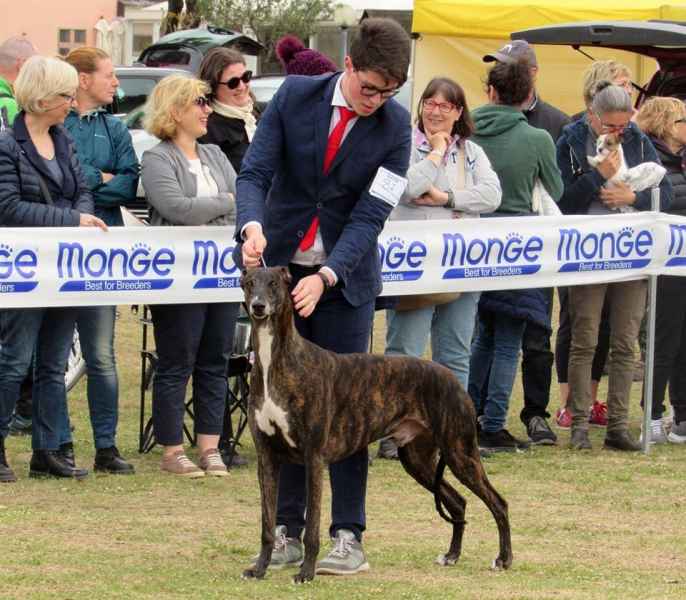 greyhound Kollaps Melibeous