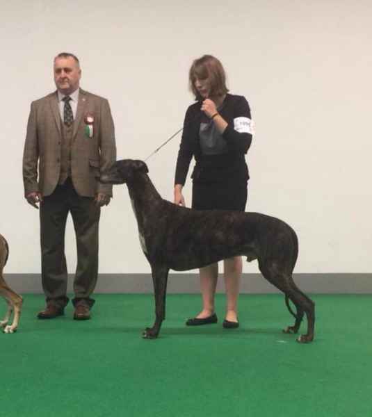 greyhound kollaps melibeous