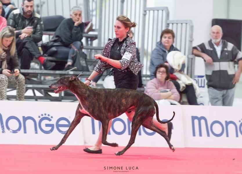 Greyhound kollaps melibeous