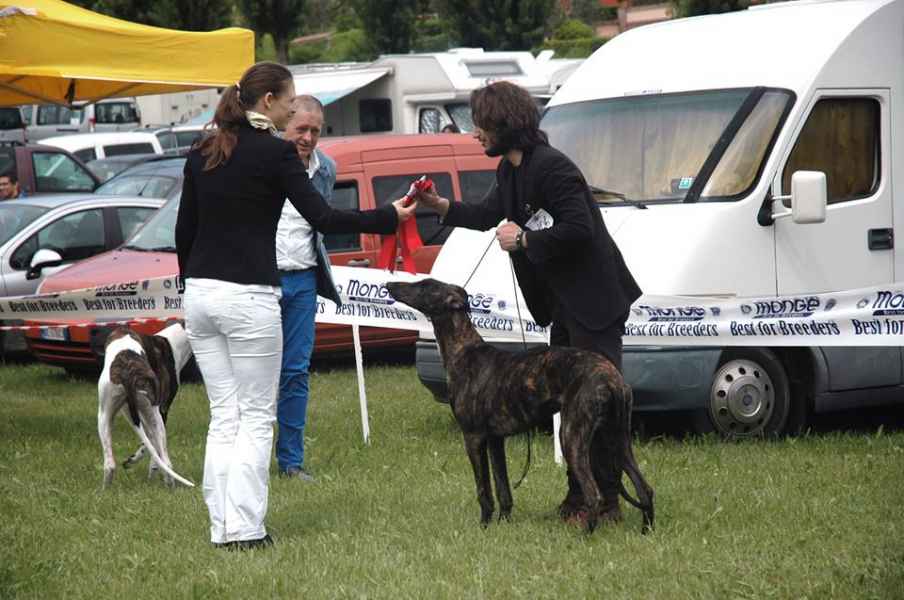 cuccioli greyhound