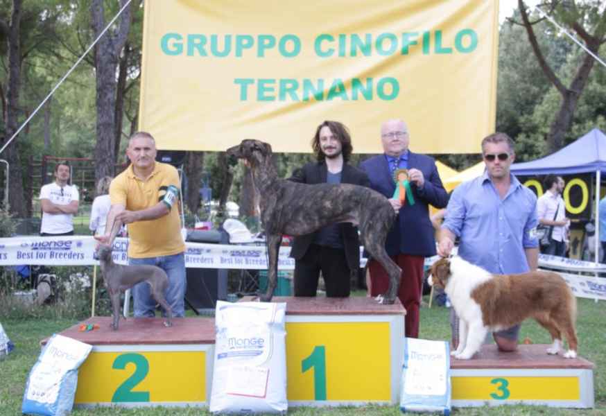 Greyhound Kollaps Melibeous