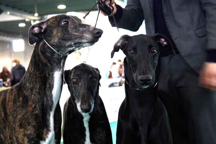 Levriero Greyhound