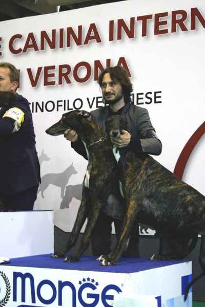 Levriero Greyhound