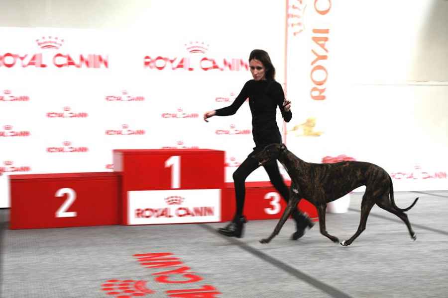 levriero greyhound