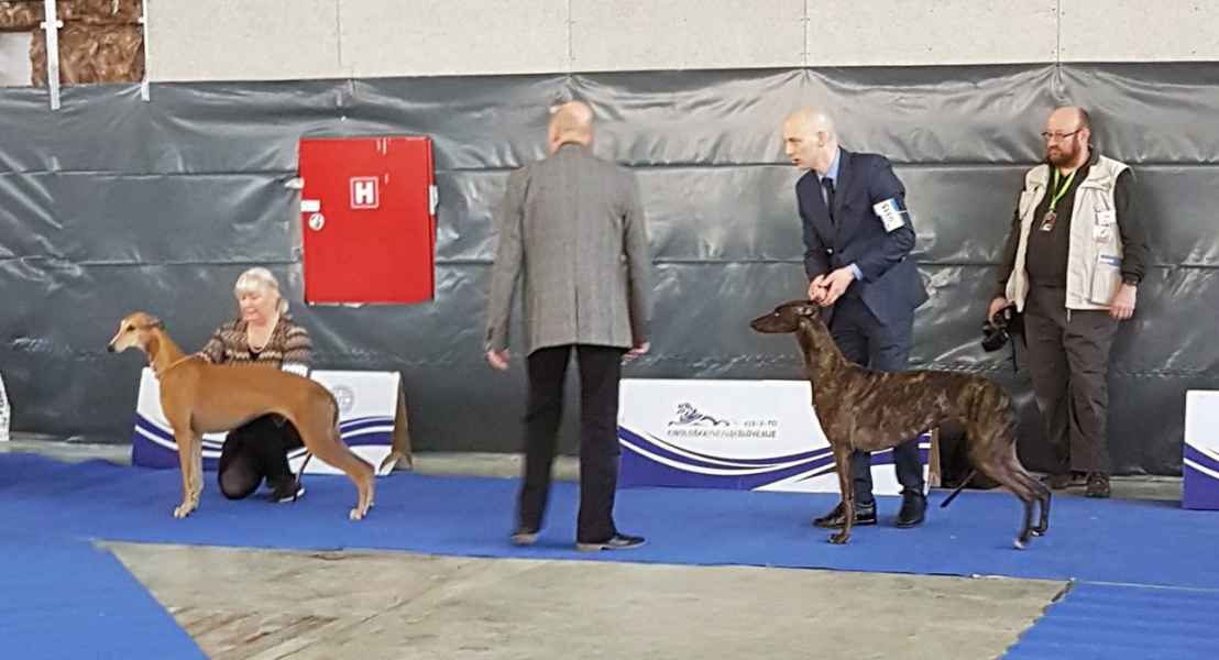 levriero greyhound