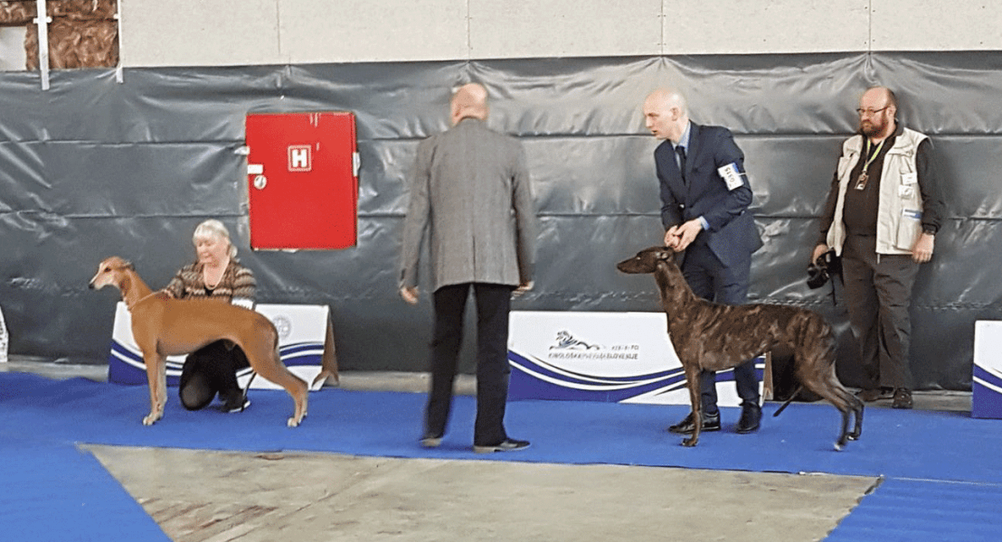 levriero greyhound