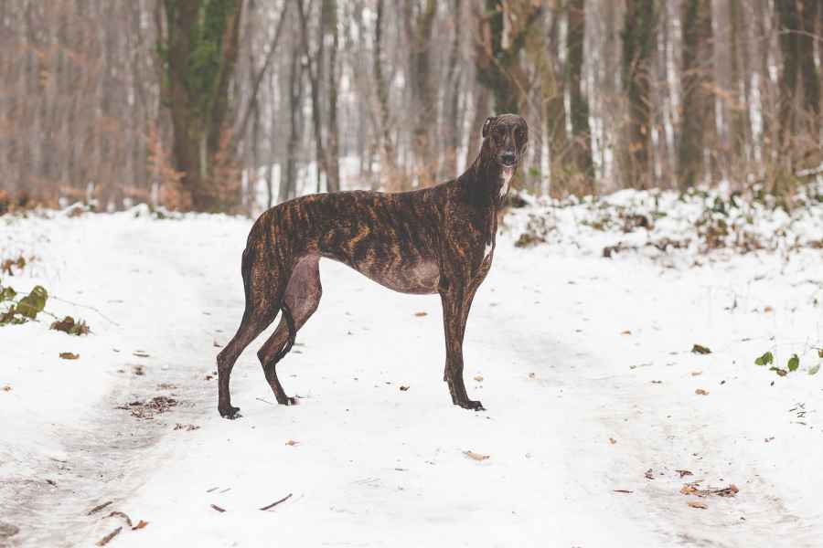 levriero greyhound