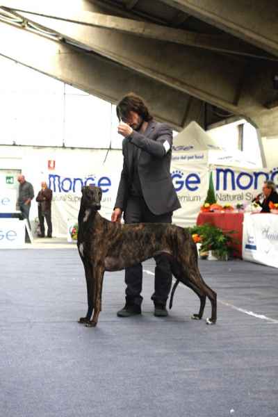 levriero greyhound