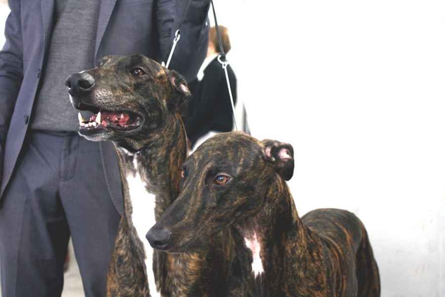 levriero greyhound