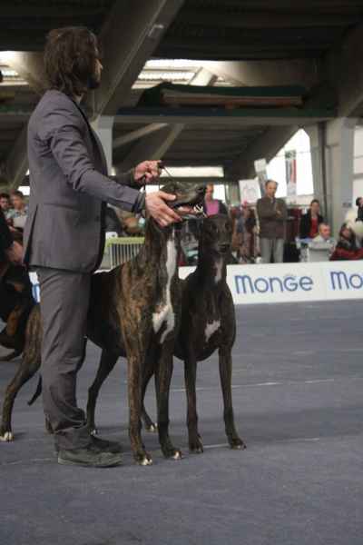 levriero greyhound