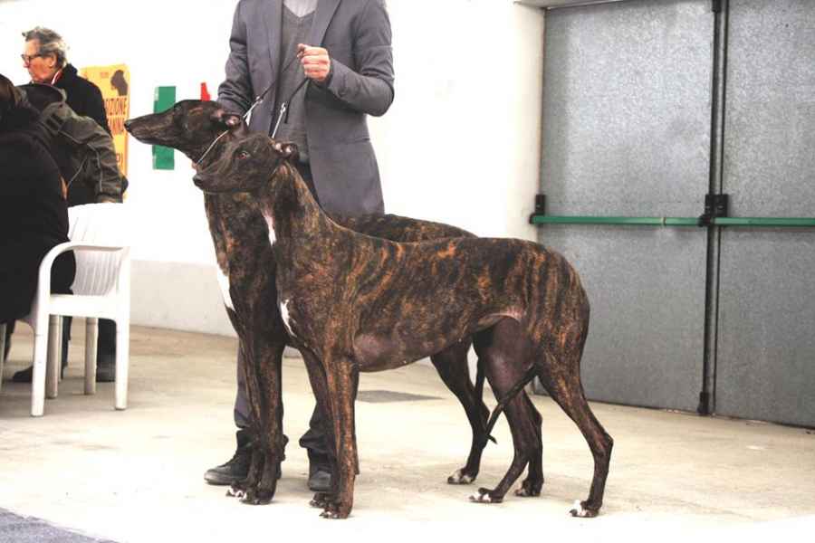levriero greyhound