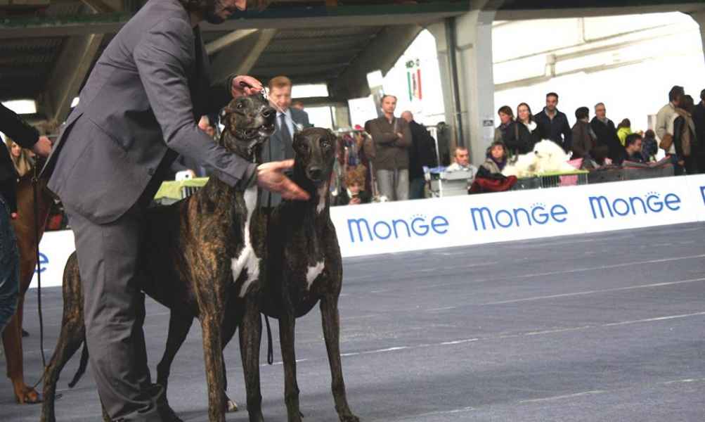 levriero greyhound