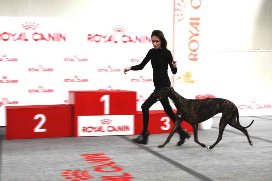 levriero greyhound