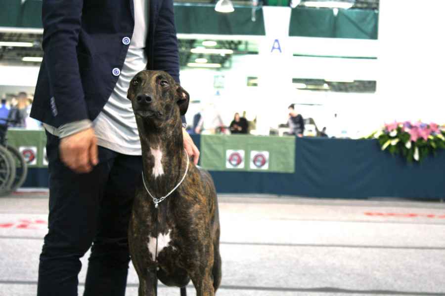 levriero greyhound