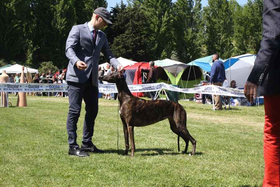 levriero greyhound