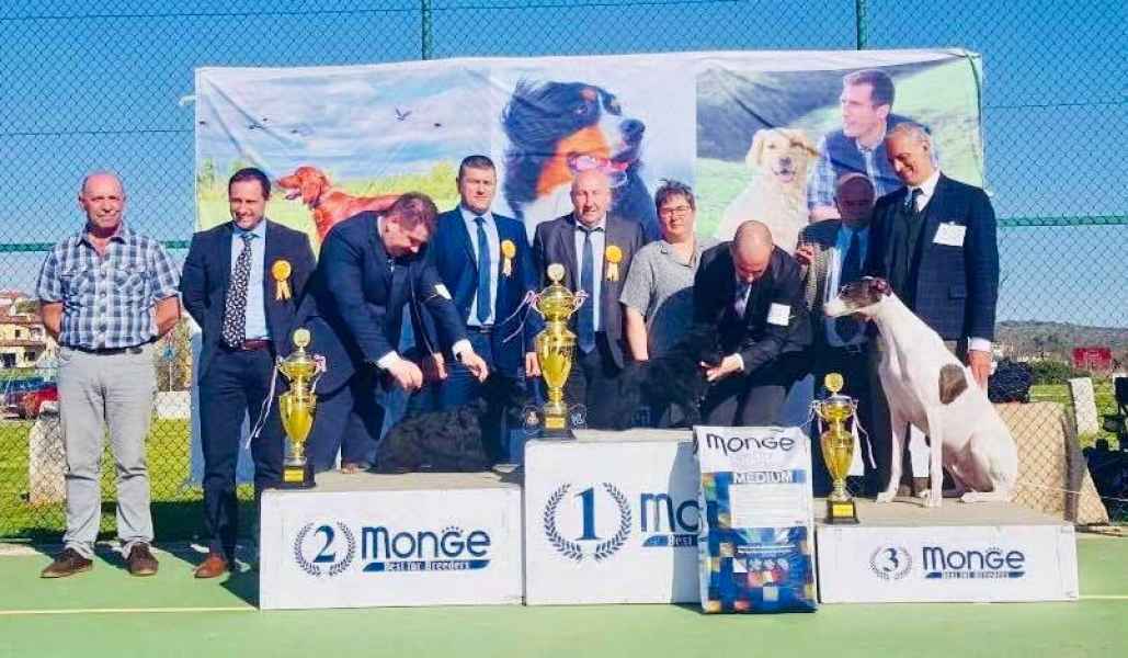 Kollaps livets dans greyhound