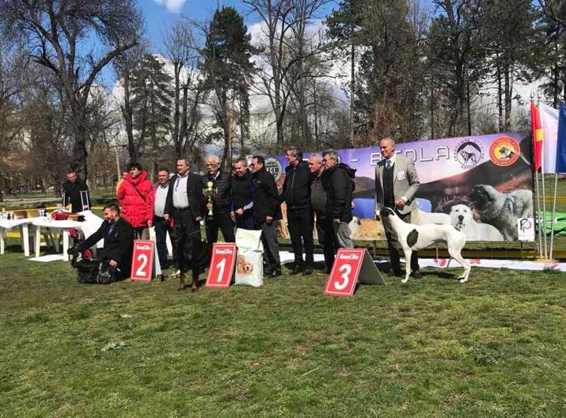 Kollaps livets dans greyhound