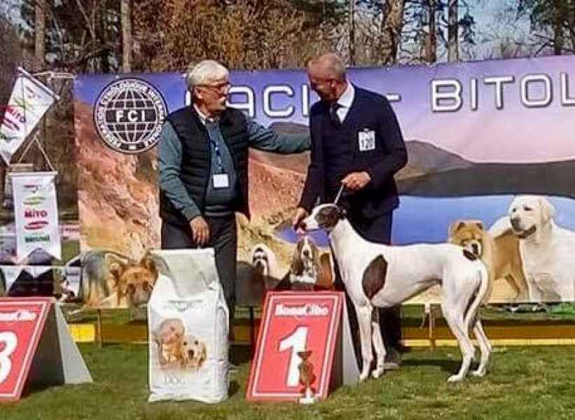 Kollaps livets dans greyhound