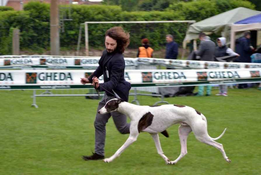Greyhound livets dans