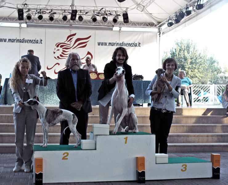 Greyhound livets dans