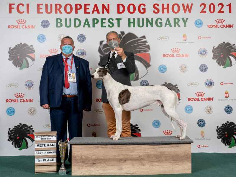 greyhound livets dans