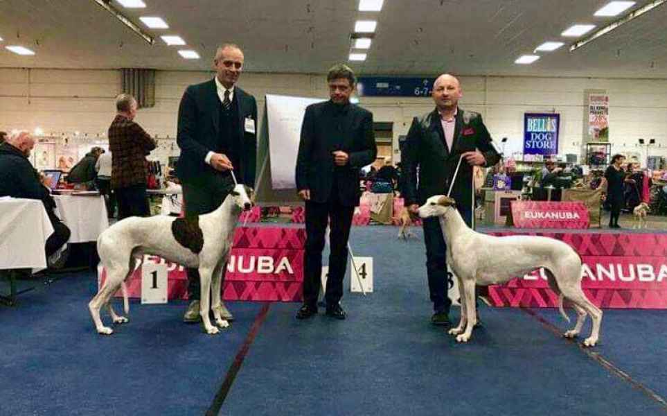 levriero greyhound