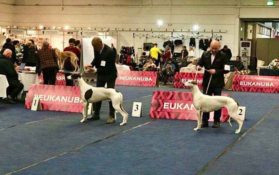 levriero greyhound