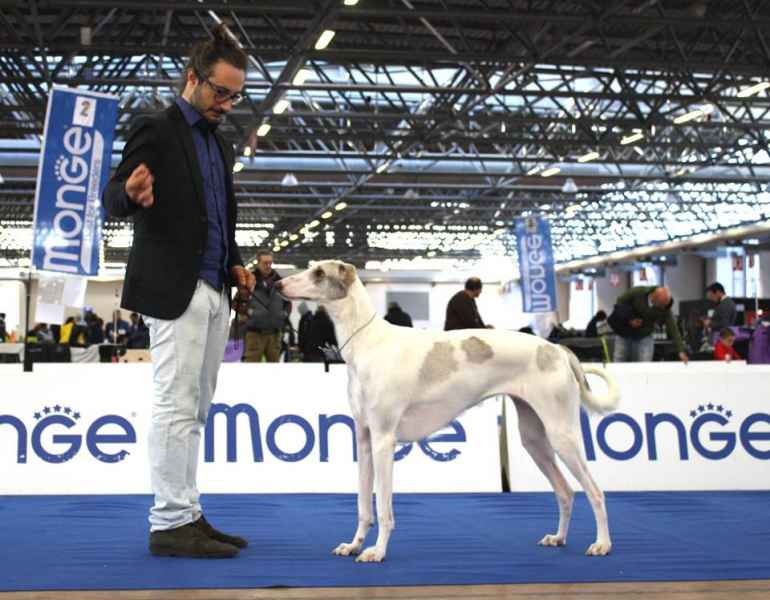 Levriero Polacco Krasna Krimea