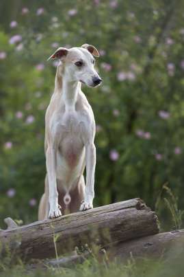 Whippet Nugabe Roscon
