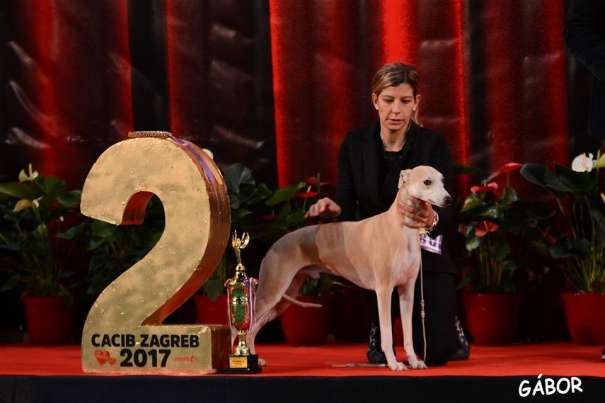 Whippet Nugabe Roscon